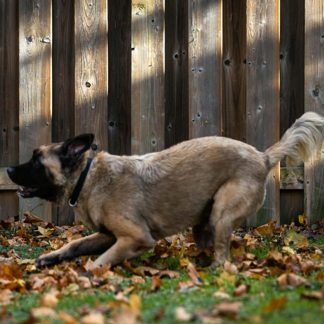 Enlarge Maxwell, a ADOPTABLE Mixed Breed in Thornhill, ON image 4/6