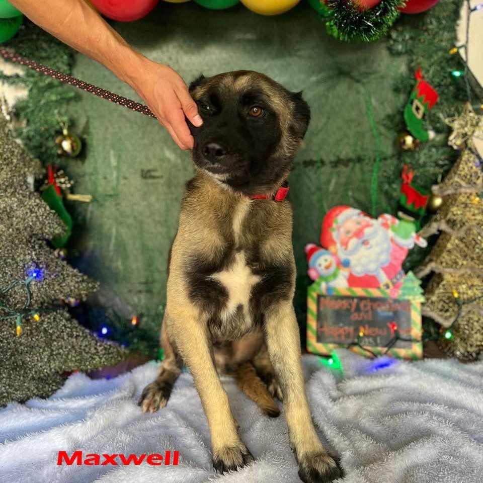Enlarge Maxwell, a ADOPTABLE Mixed Breed in Thornhill, ON image 6/6