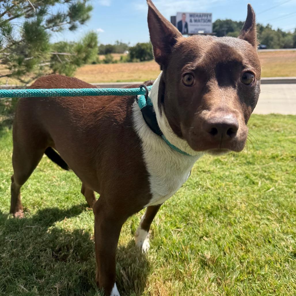 Cosmo, Adoptable, Adult Male Shepherd & Bull Terrier.