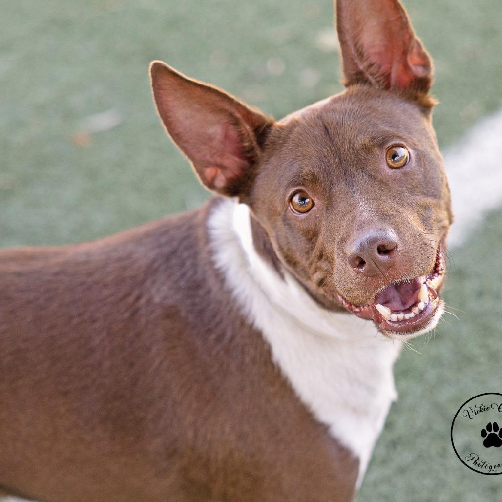 Enlarge Cosmo, a Adoptable mixed breed in Abilene, TX image 2/5