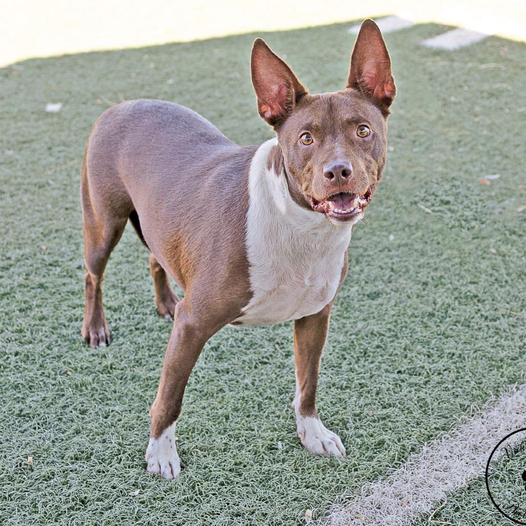 Enlarge Cosmo, a Adoptable mixed breed in Abilene, TX image 3/5