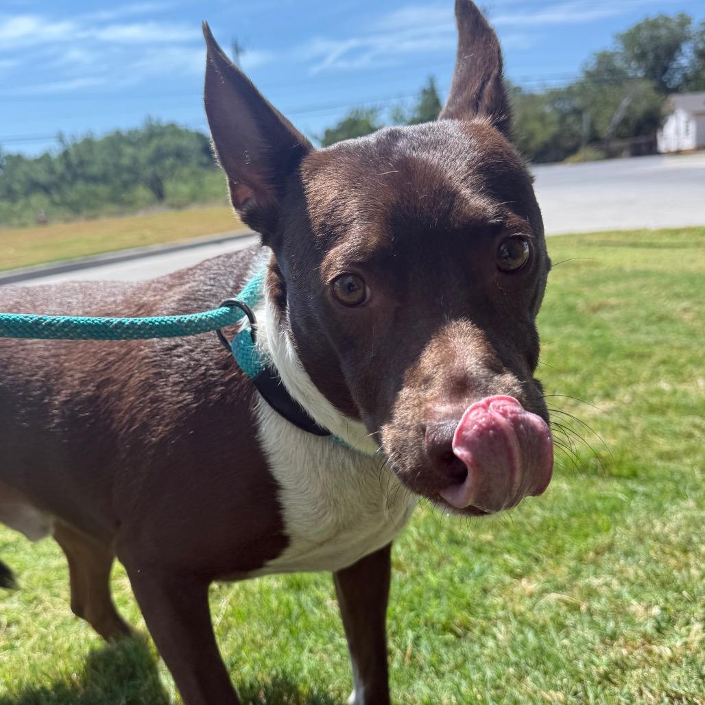Enlarge Cosmo, a Adoptable mixed breed in Abilene, TX image 5/5