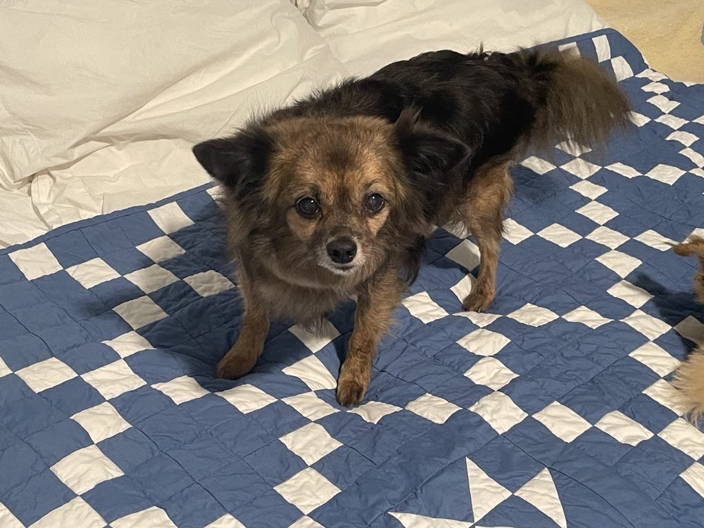 Enlarge Stanley, an adoptable mixed breed in Temple, TX image 5/6