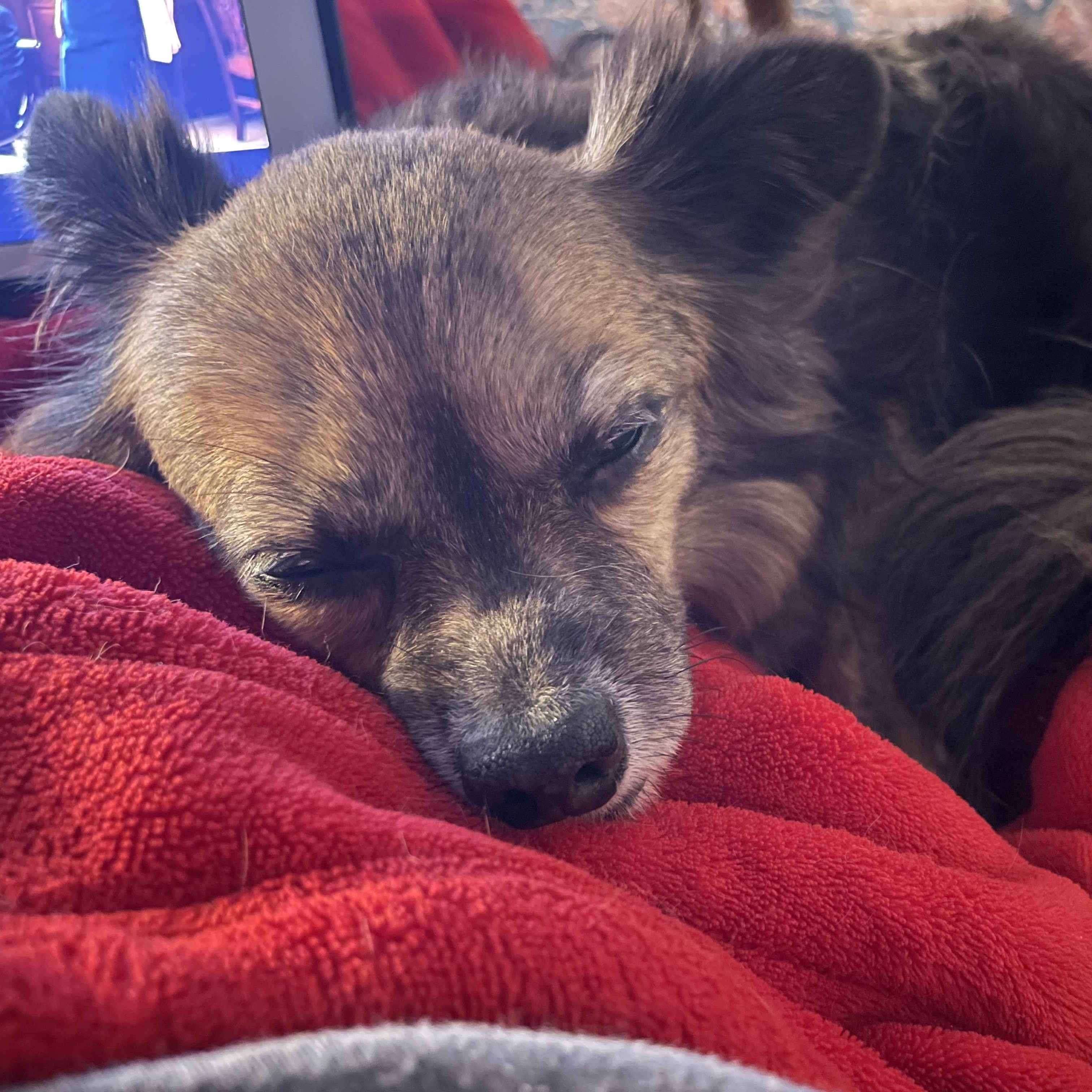 Enlarge Stanley, an adoptable mixed breed in Temple, TX image 1/6