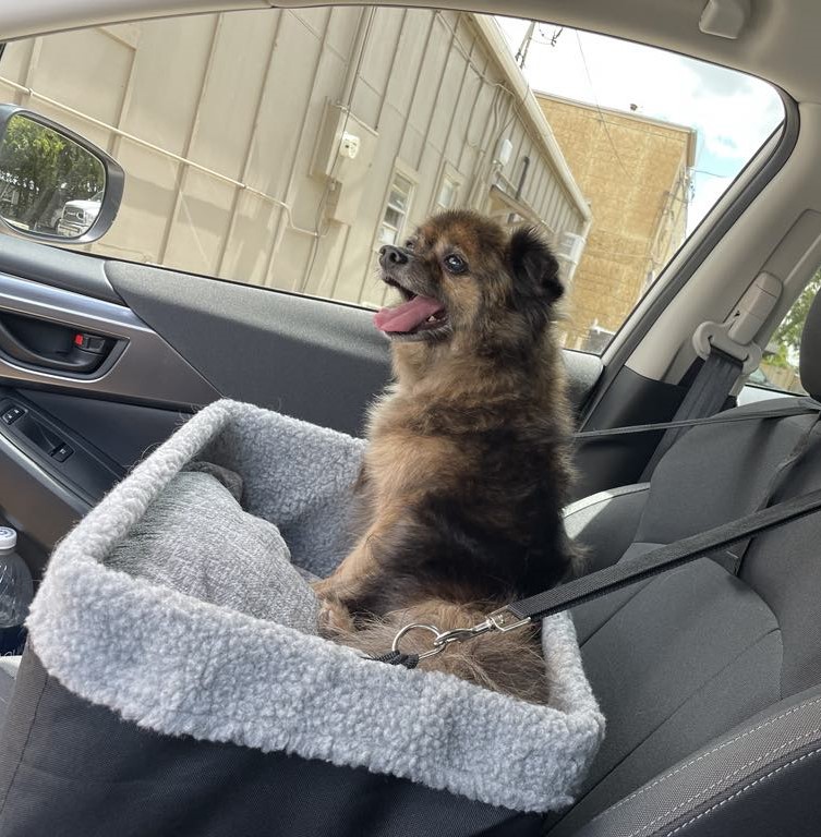Enlarge Stanley, an adoptable mixed breed in Temple, TX image 6/6