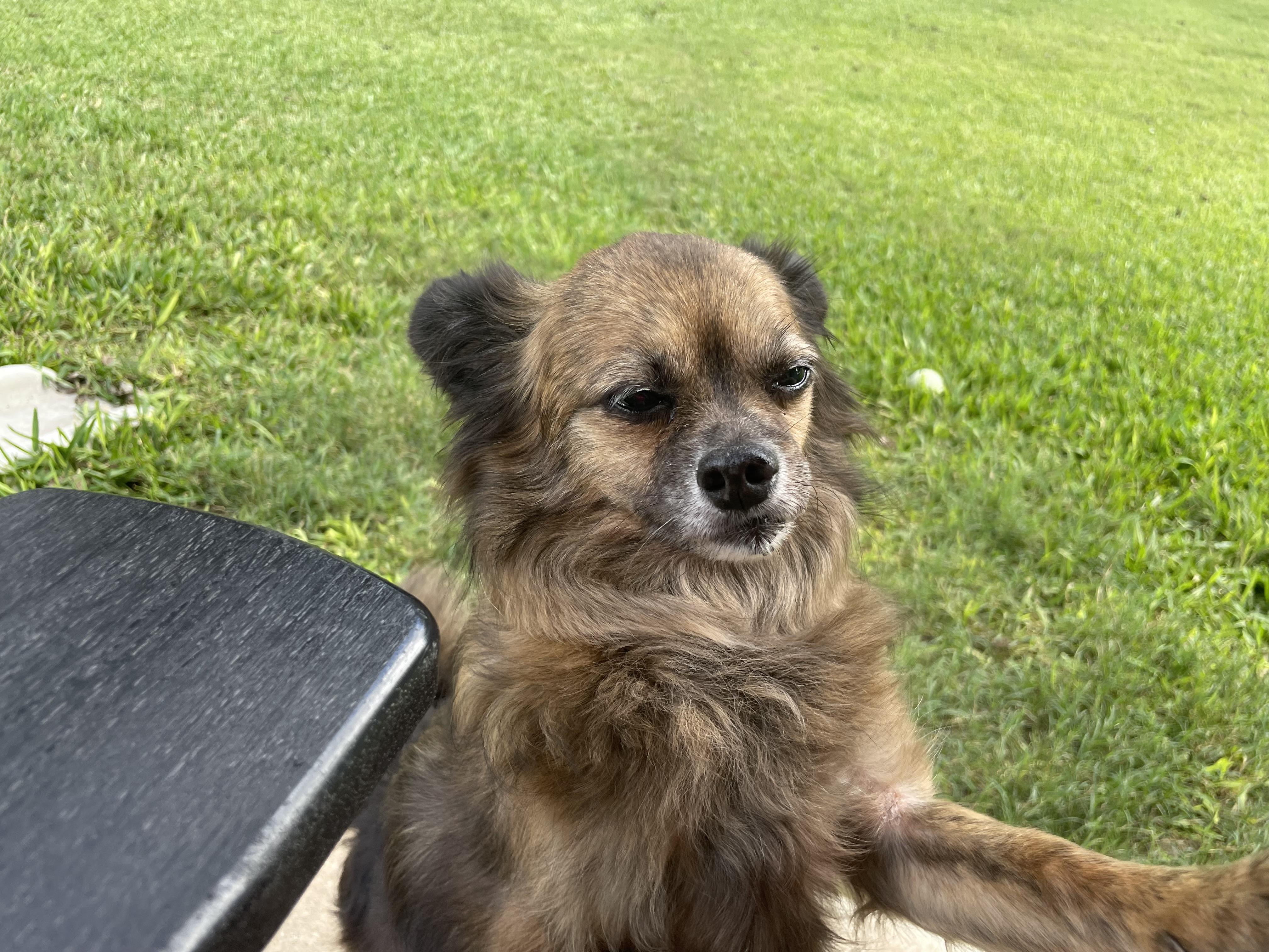 Enlarge Stanley, an adoptable mixed breed in Temple, TX image 3/6