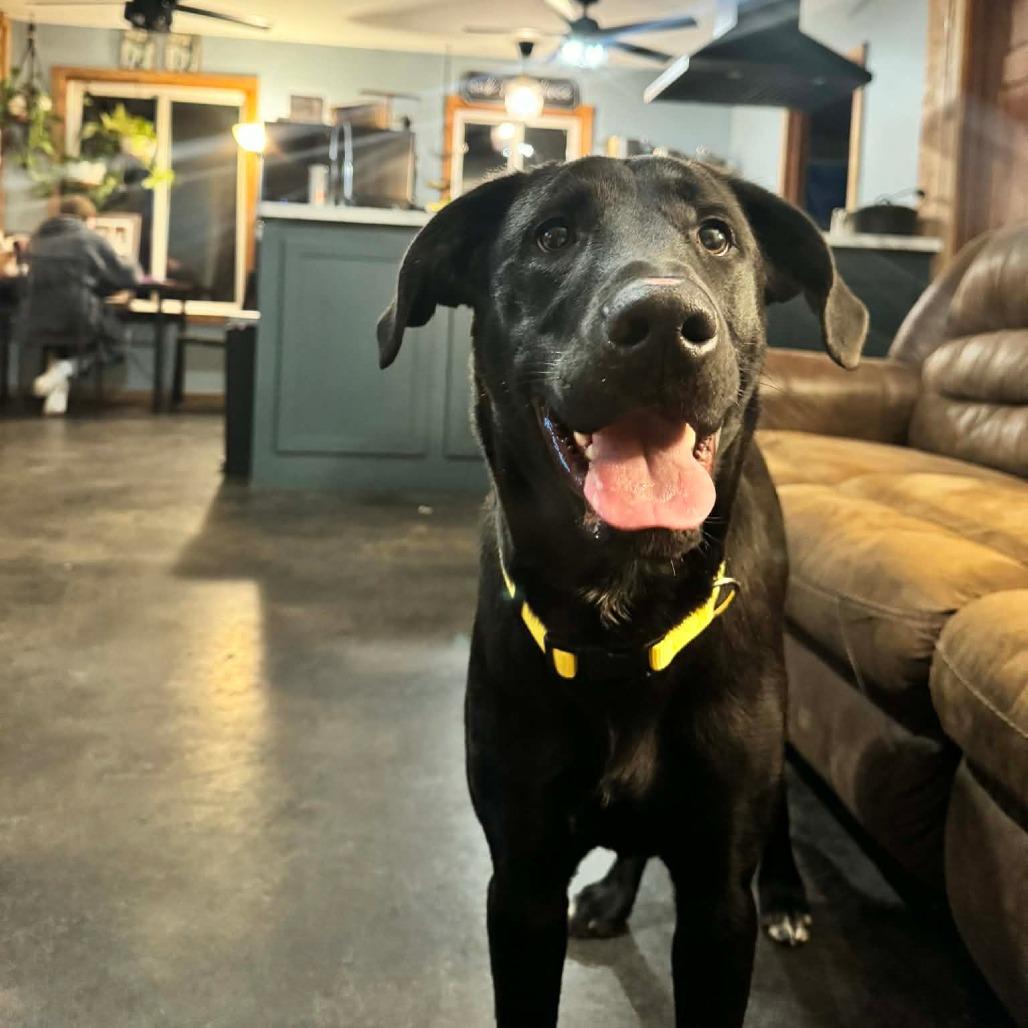 Robert, a Adoptable Black Labrador Retriever in Brainerd, MN image 1/6