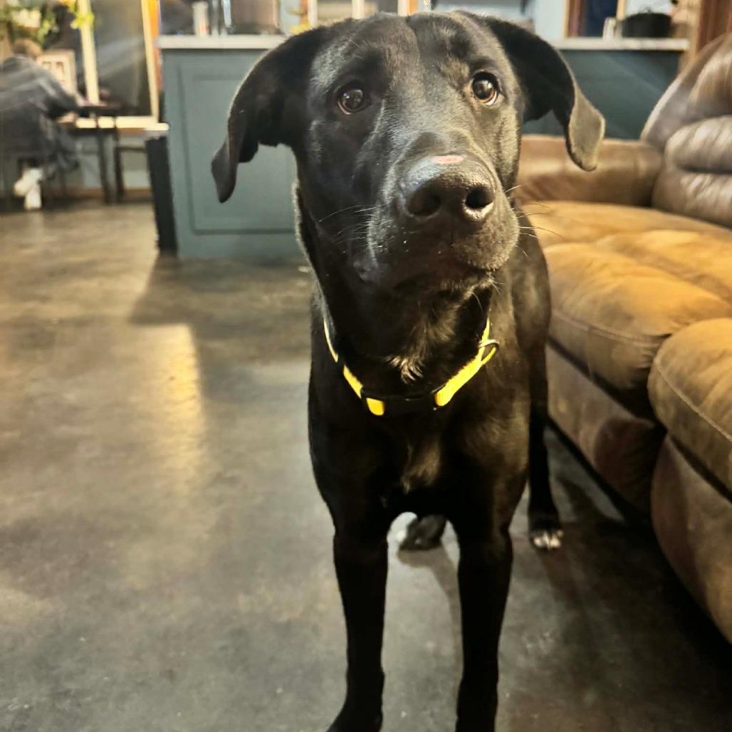 Robert, a Adoptable Black Labrador Retriever in Brainerd, MN image 2/6