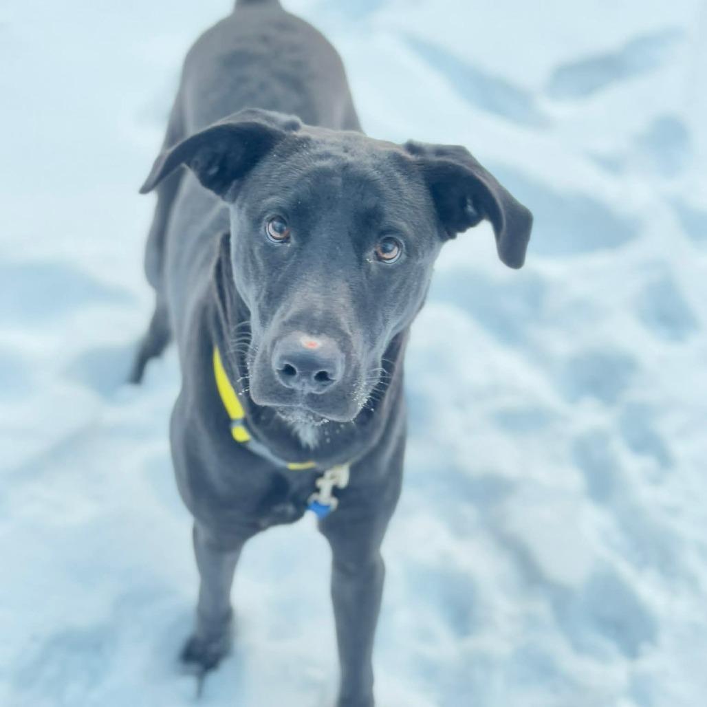 Robert, a Adoptable Black Labrador Retriever in Brainerd, MN image 4/6