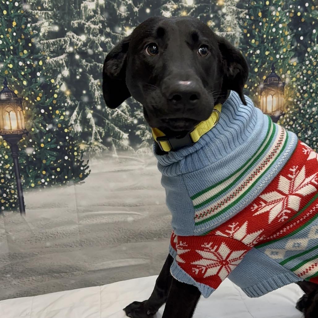 Robert, a Adoptable Black Labrador Retriever in Brainerd, MN image 5/6