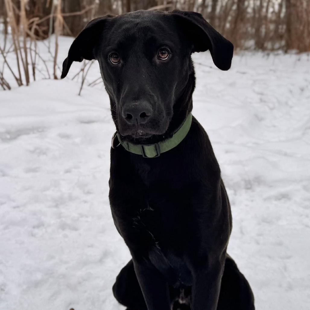 Robert, a Adoptable Black Labrador Retriever in Brainerd, MN image 5/6