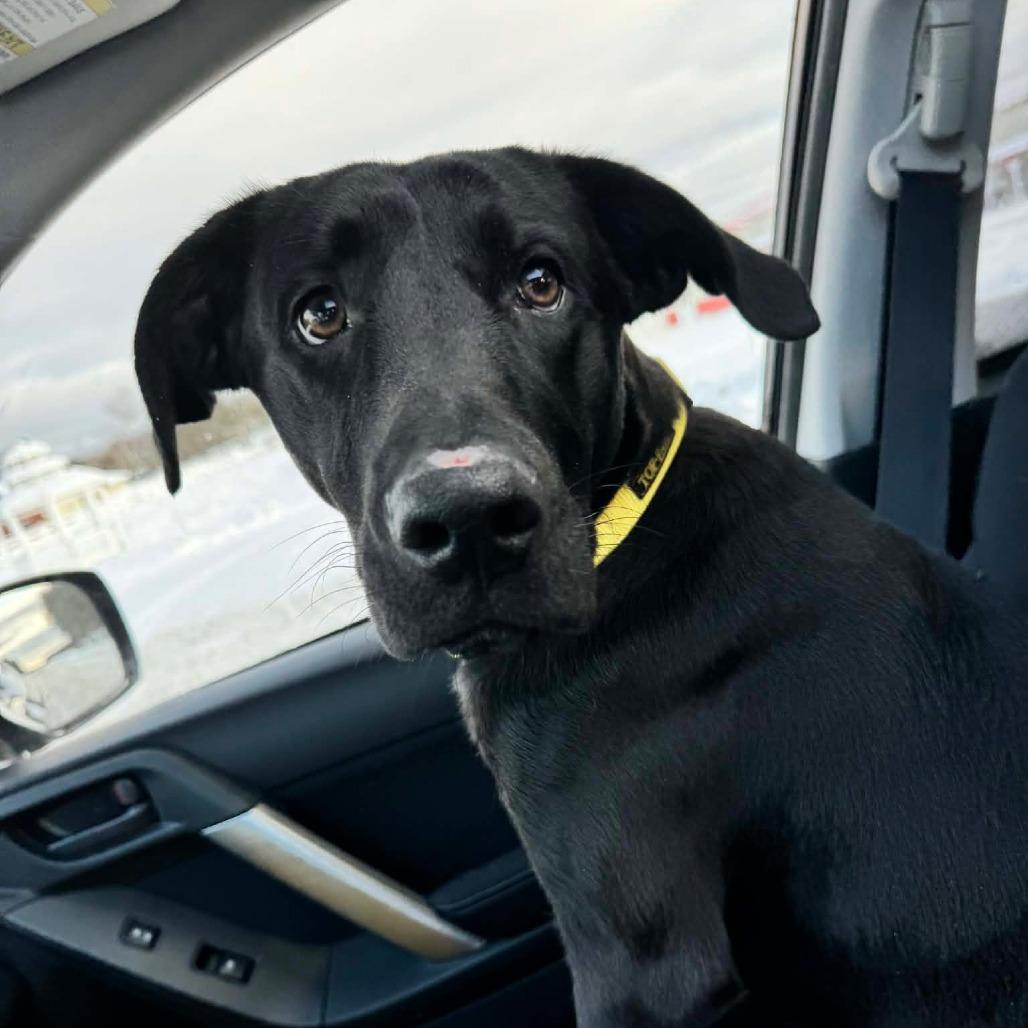Robert, a Adoptable Black Labrador Retriever in Brainerd, MN image 6/6