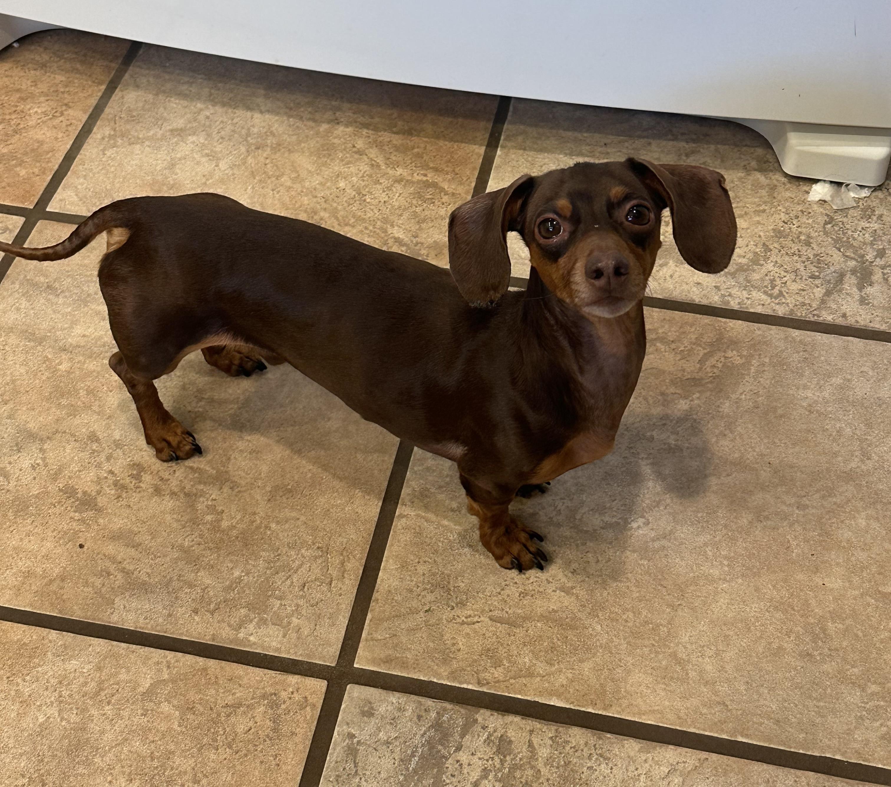 Jetson - OHIO ONLY, Adoptable, Young Male Dachshund.