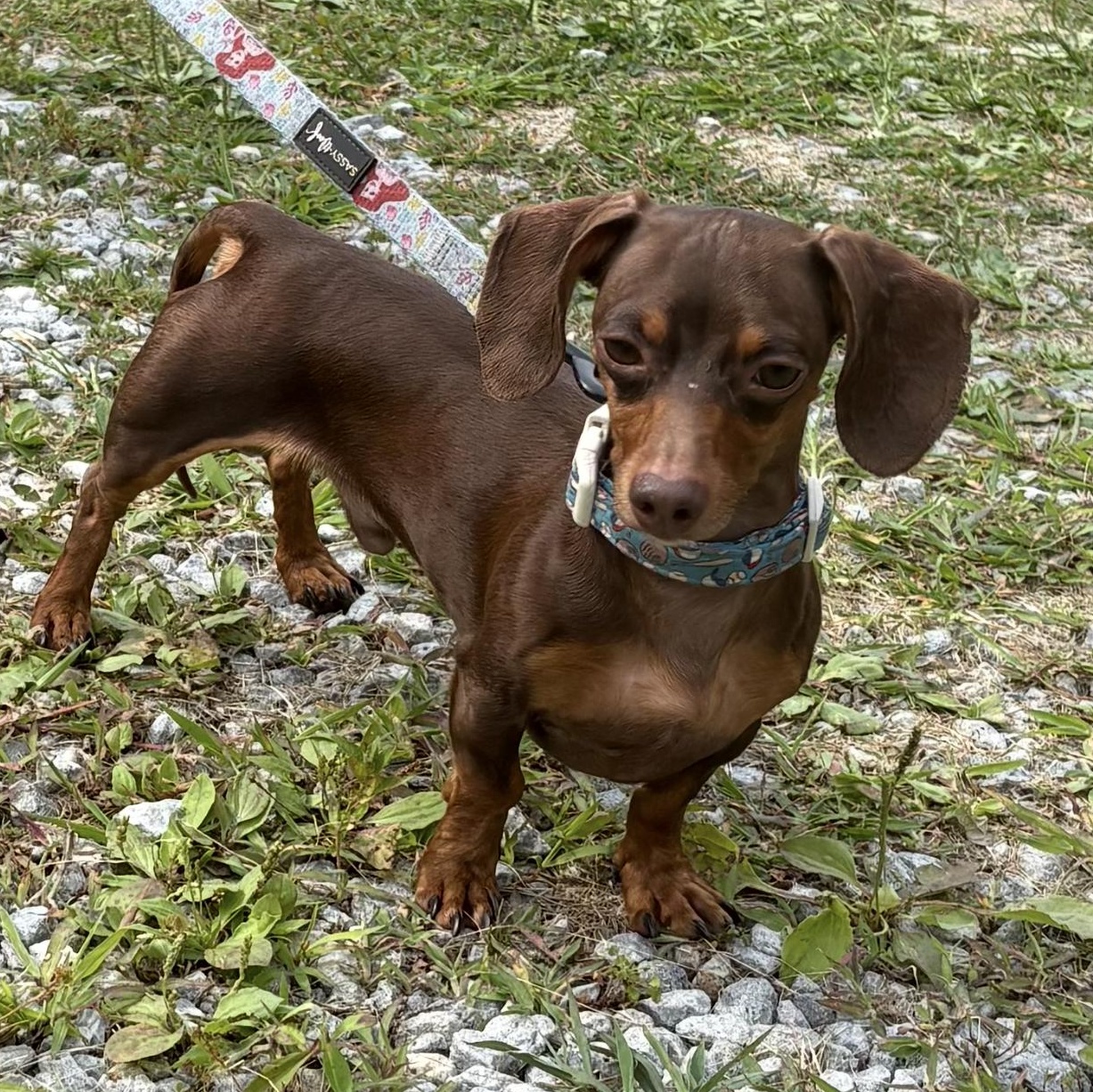 Jetson - OHIO ONLY, Adoptable, Young Male Dachshund.