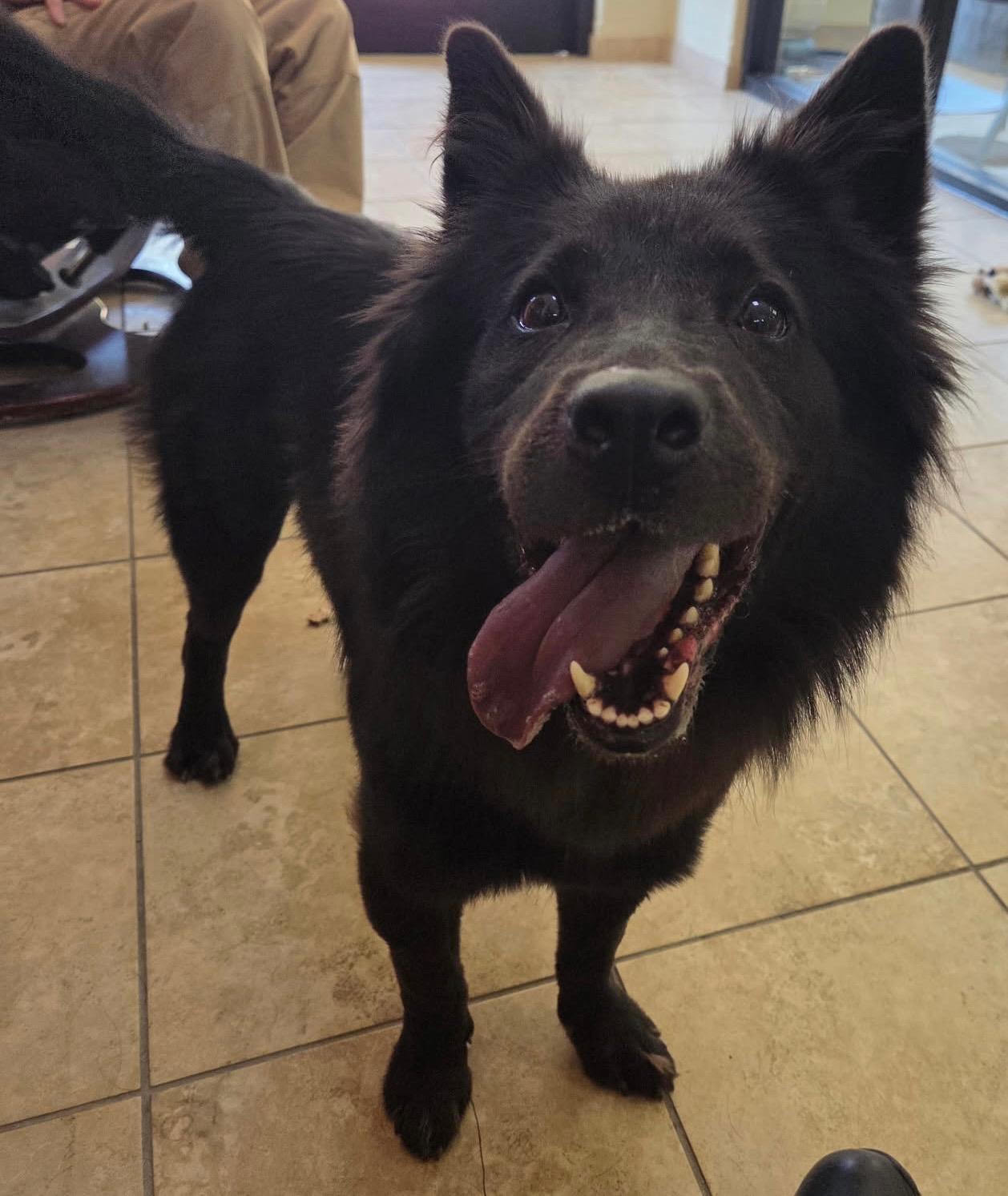 Enlarge BROOK, a Adoptable mixed breed in Lake Dallas, TX image 2/2