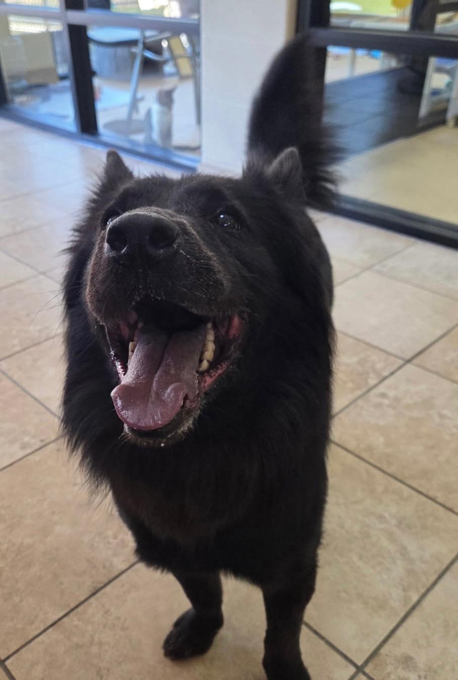 BROOK, Adoptable, Adult Female Chow Chow.