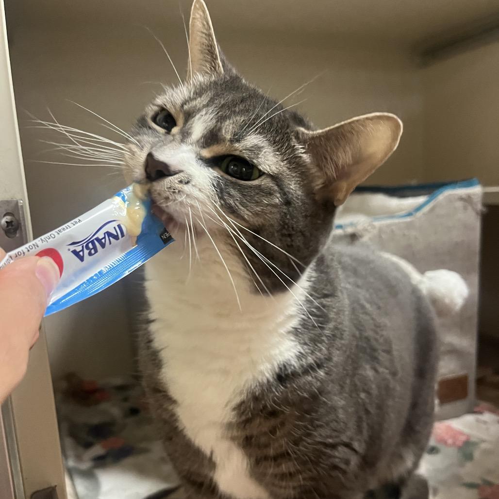 Nina, Adoptable, Adult Female Domestic Short Hair.