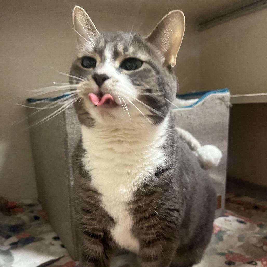 Enlarge Nina, a Adoptable Domestic Short Hair in Providence, RI image 2/5