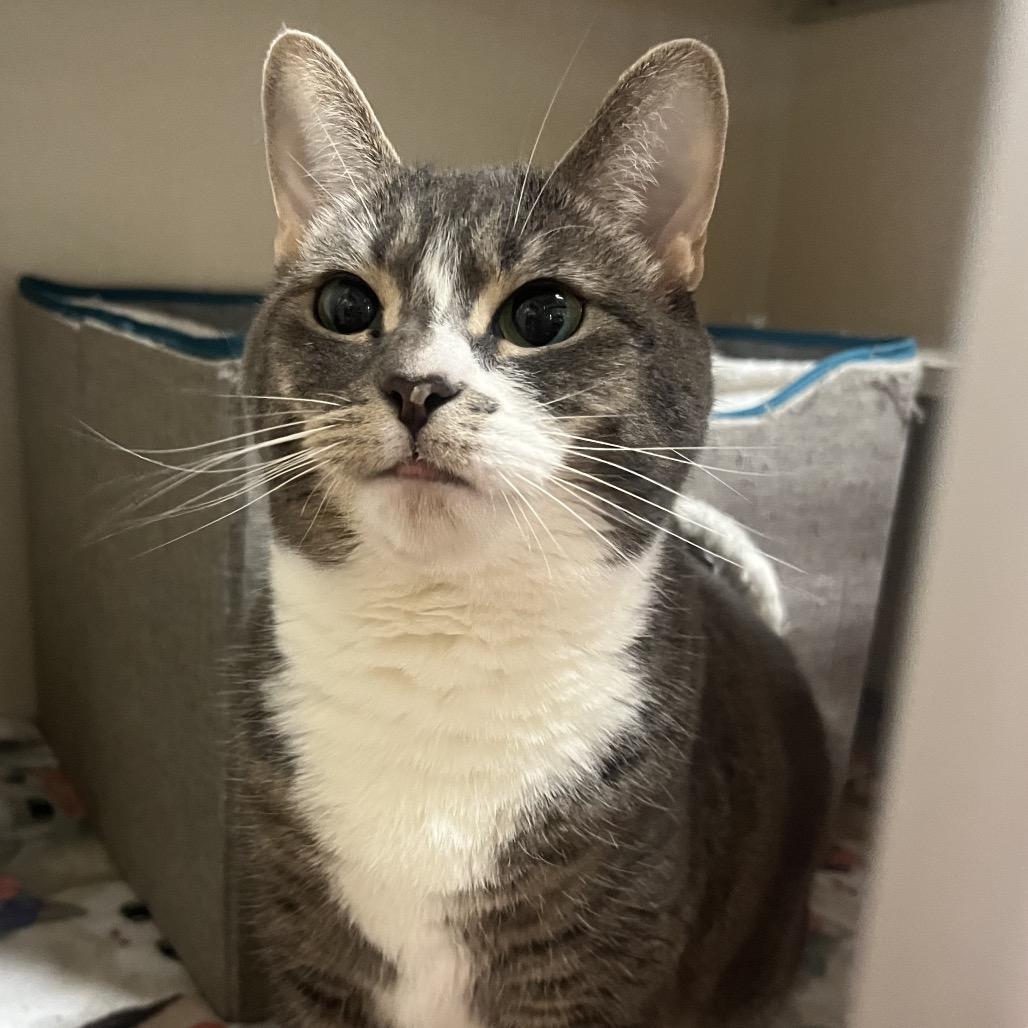 Enlarge Nina, a Adoptable Domestic Short Hair in Providence, RI image 3/5