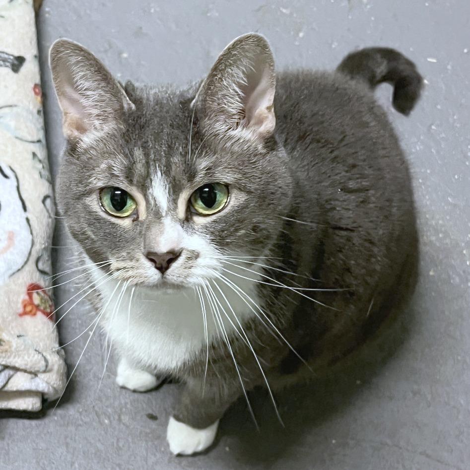 Enlarge Nina, a Adoptable Domestic Short Hair in Providence, RI image 4/5