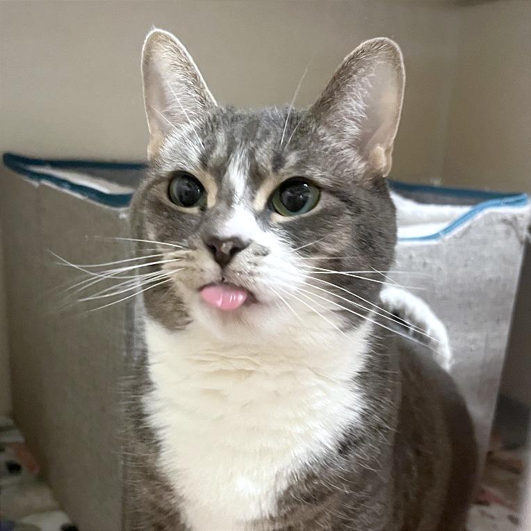 Enlarge Nina, a Adoptable Domestic Short Hair in Providence, RI image 5/5