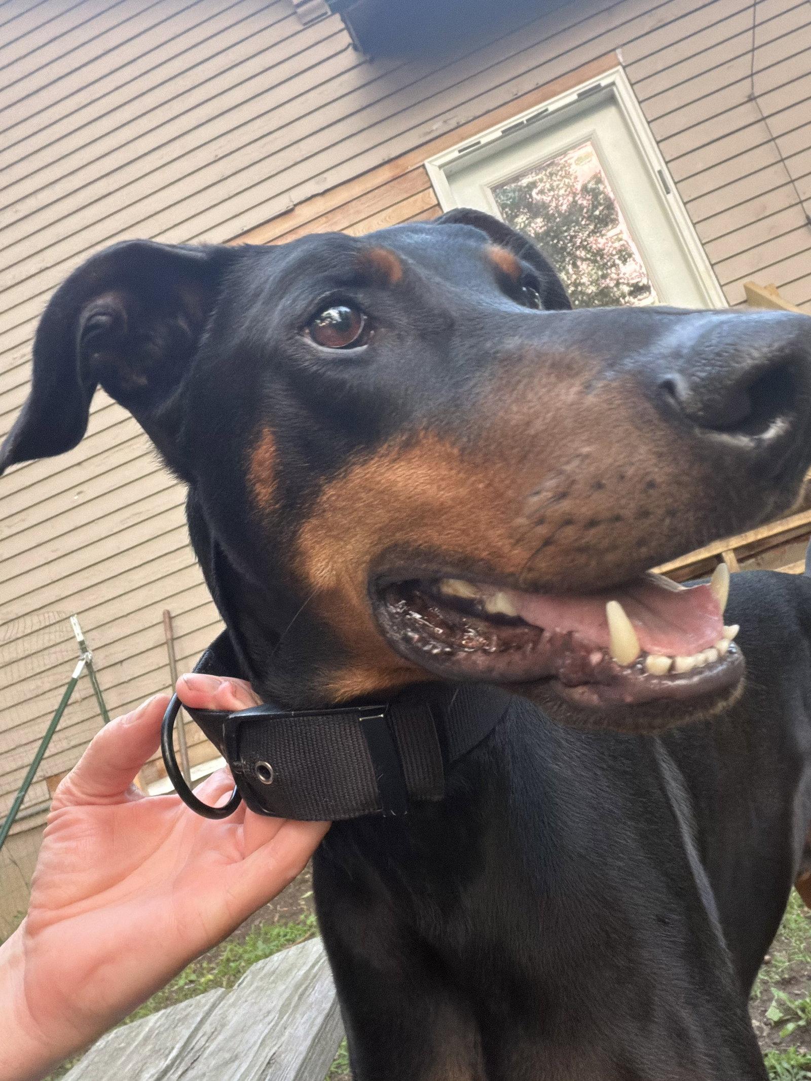 Enlarge Santa, a Adopted Doberman Pinscher in Minneapolis, MN image 1/3