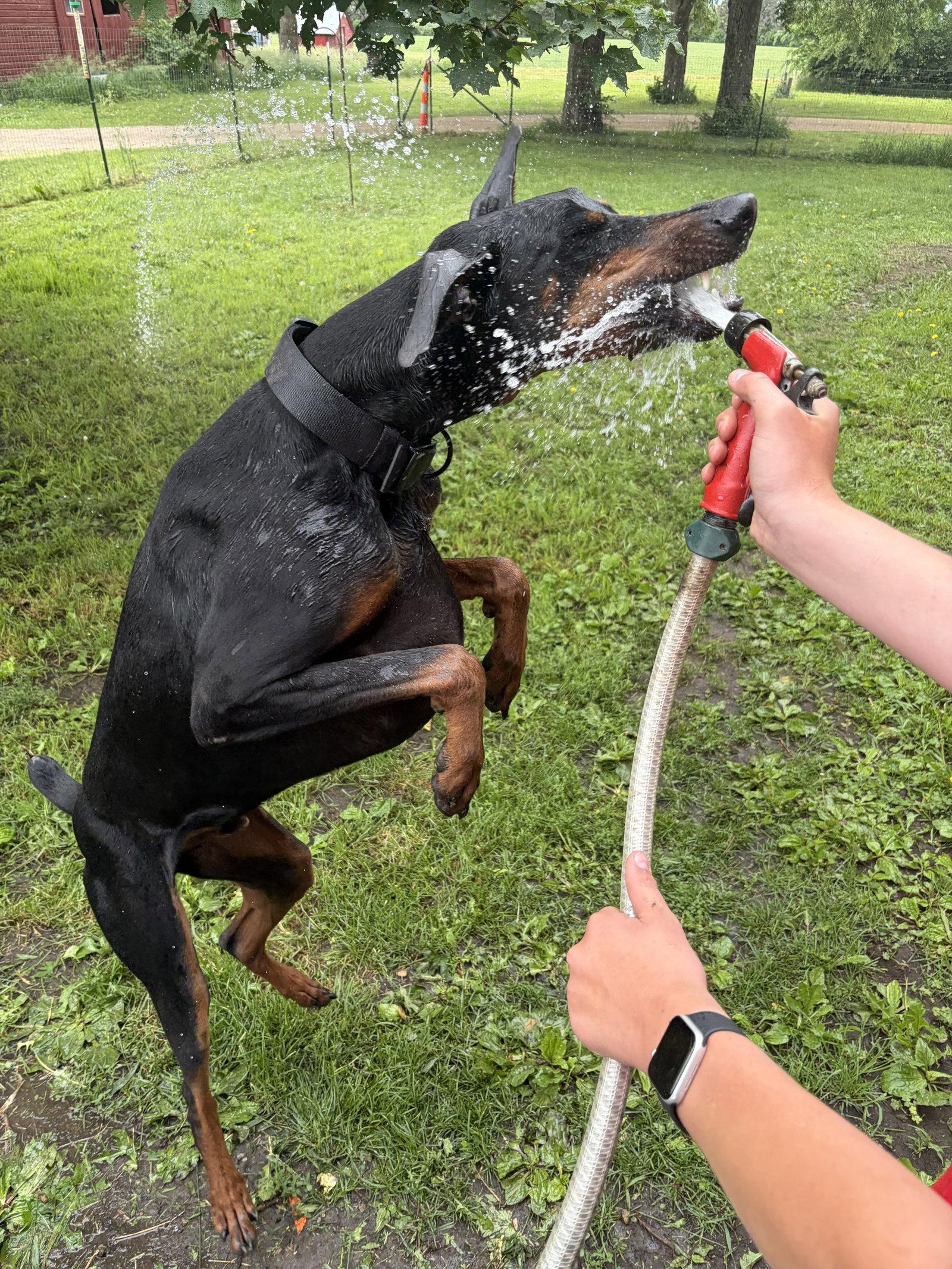 Enlarge Santa, a Adopted Doberman Pinscher in Minneapolis, MN image 2/3