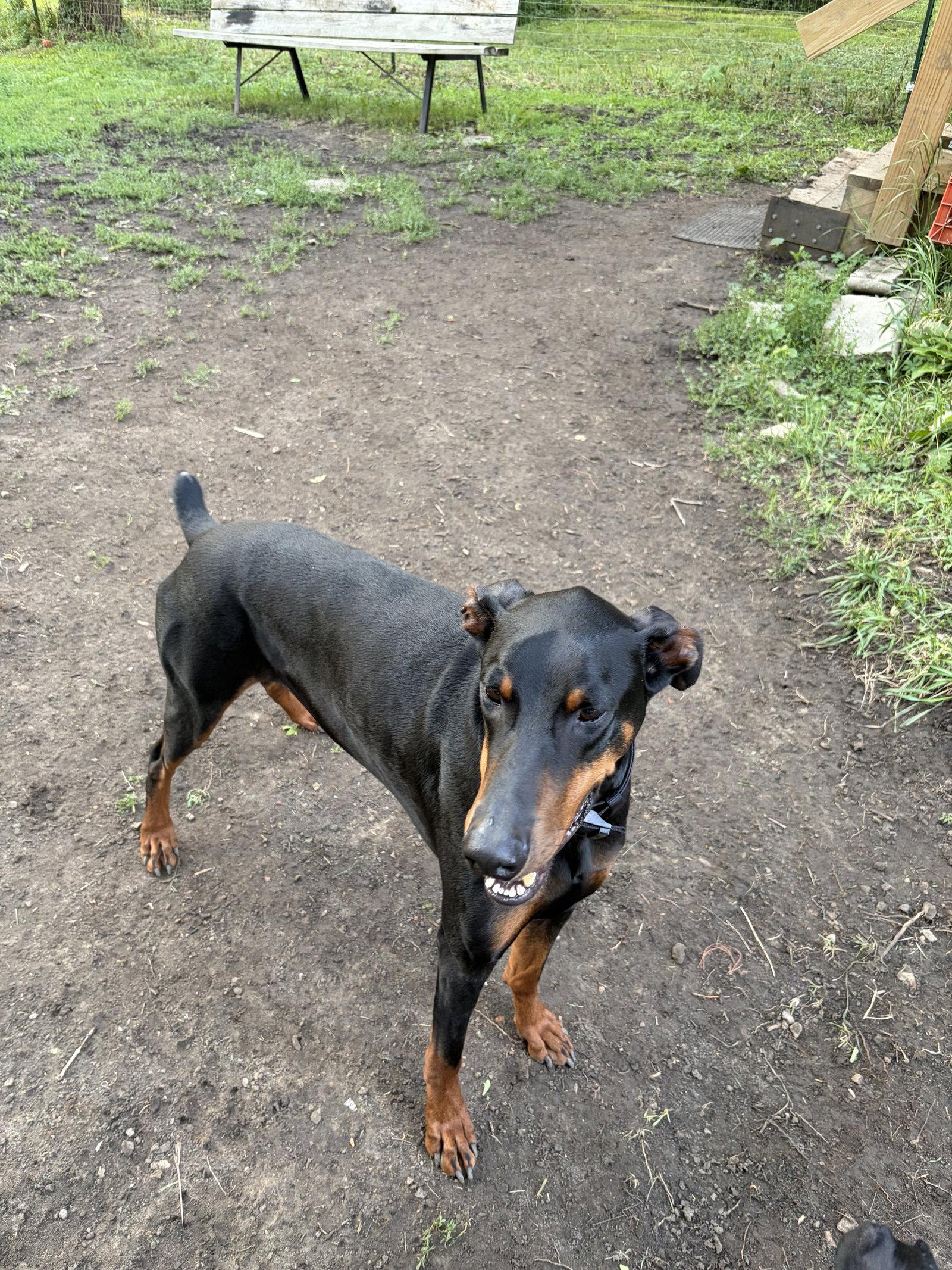 Enlarge Santa, a Adopted Doberman Pinscher in Minneapolis, MN image 3/3