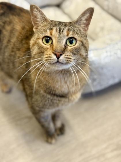 Pepper, ADOPTABLE, Adult Female Domestic Short Hair.