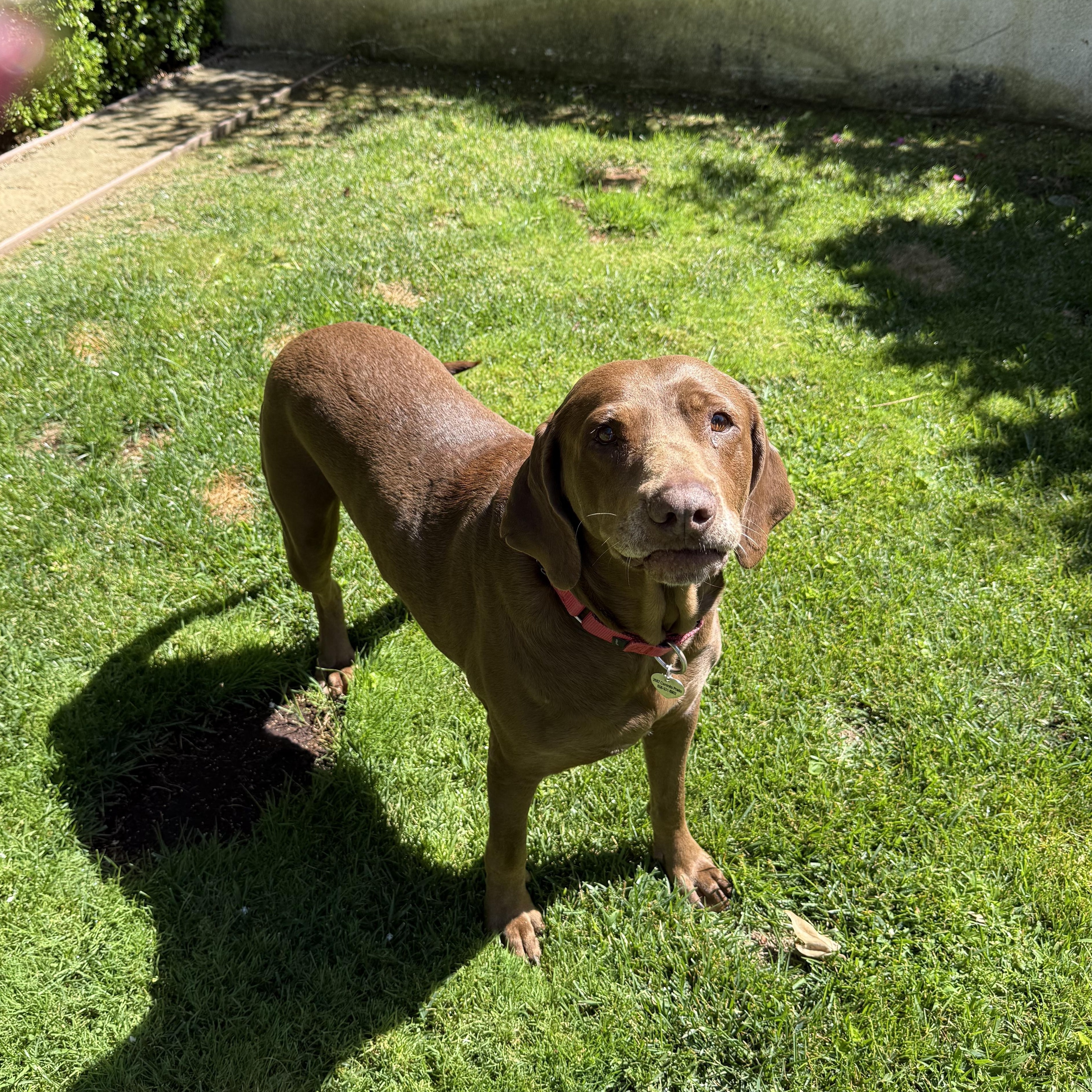 Ginger, a ADOPTABLE Chocolate Labrador Retriever in El Cajon, CA image 3/3