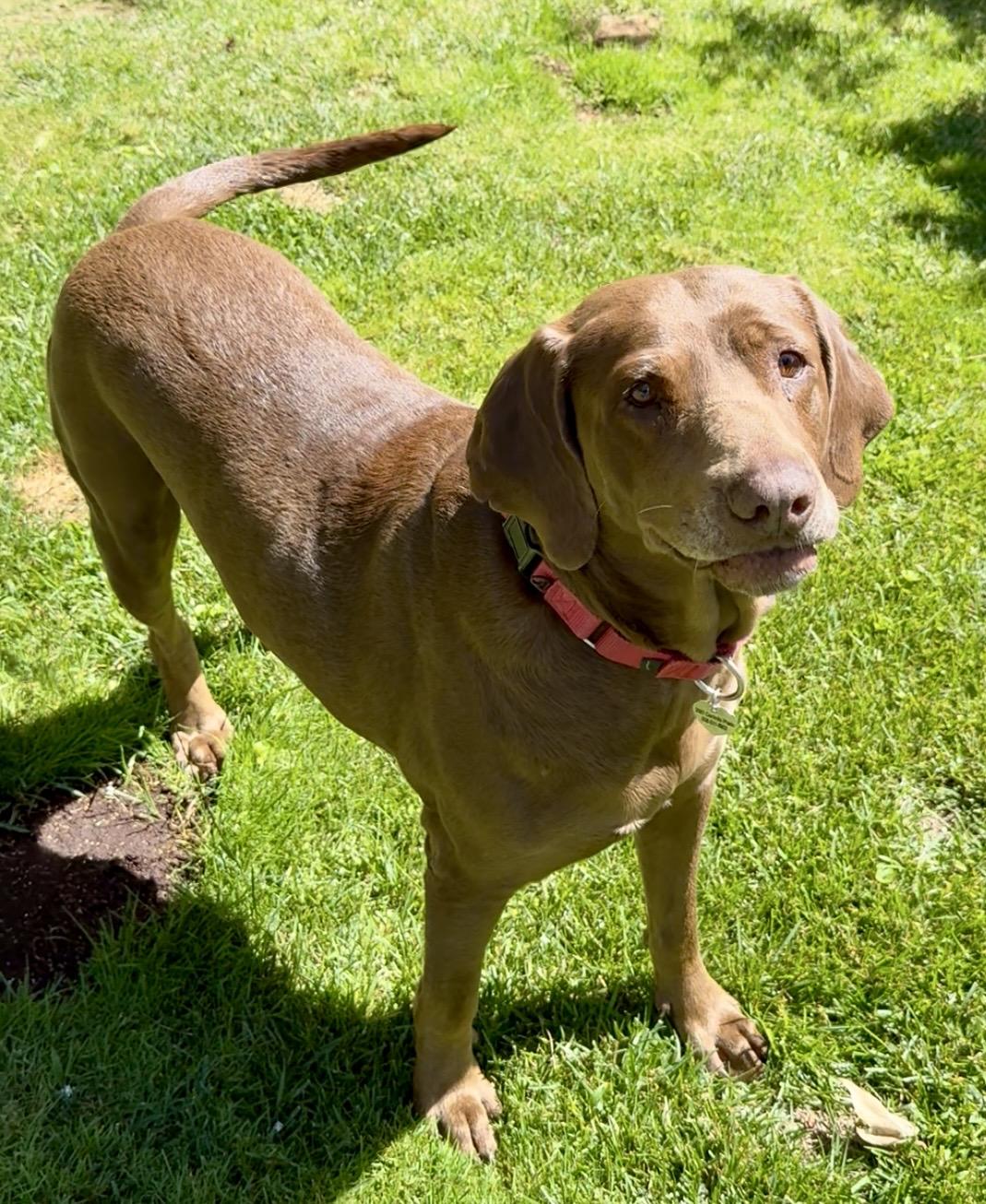 Ginger, a ADOPTABLE Chocolate Labrador Retriever in El Cajon, CA image 1/3