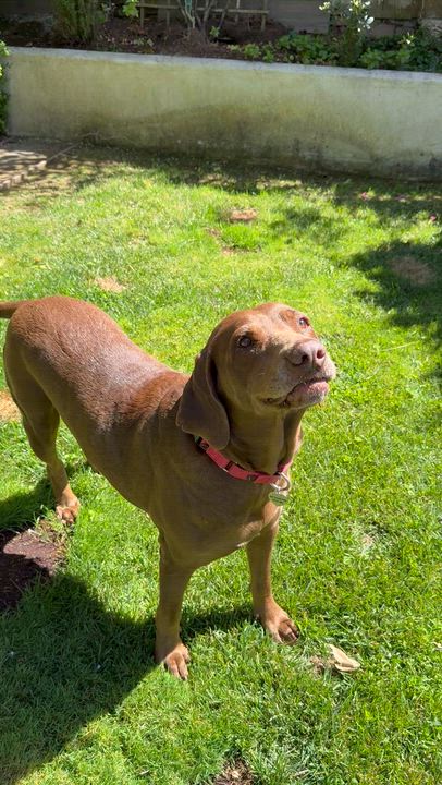 Enlarge Ginger, a ADOPTABLE Chocolate Labrador Retriever in El Cajon, CA video 2/3