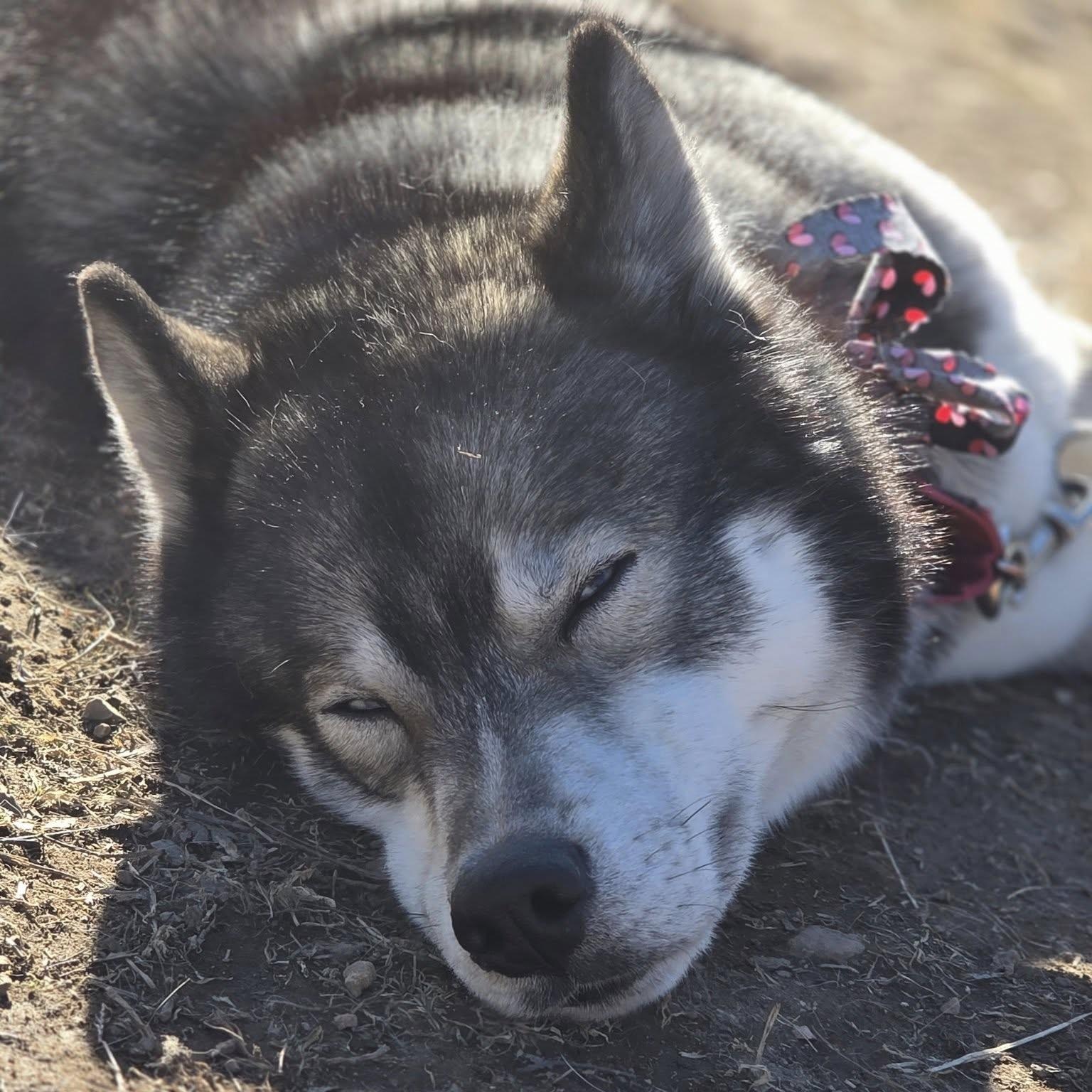 Enlarge King, a Adopted Siberian Husky in Springfield, MO image 3/6