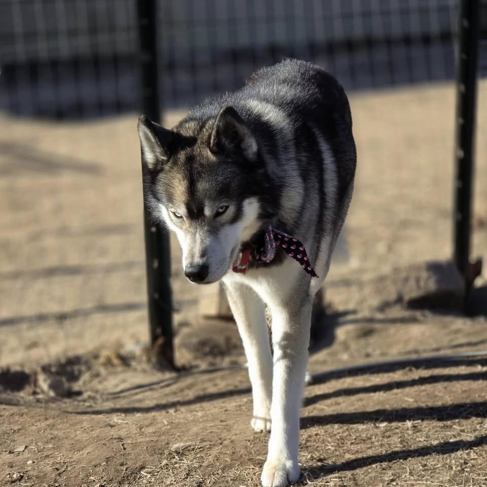 Enlarge King, a Adopted Siberian Husky in Springfield, MO image 4/6