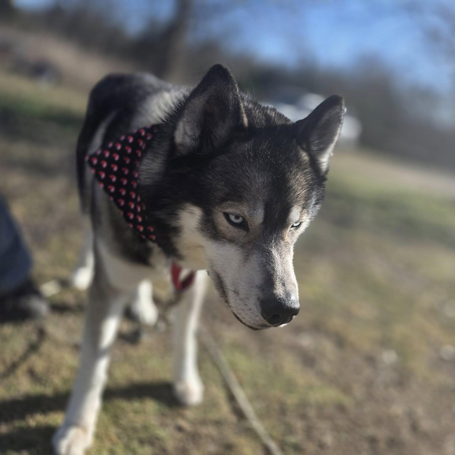 Enlarge King, a Adopted Siberian Husky in Springfield, MO image 6/6