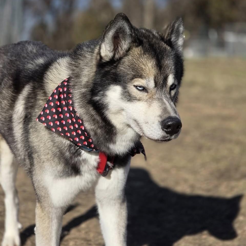 Enlarge King, a Adopted Siberian Husky in Springfield, MO image 5/6