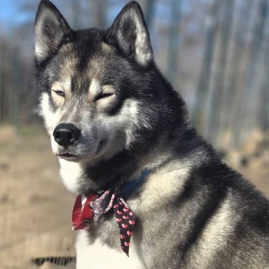 Enlarge King, a Adopted Siberian Husky in Springfield, MO image 1/6