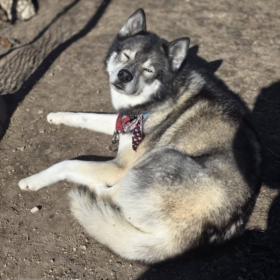 Enlarge King, a Adopted Siberian Husky in Springfield, MO image 2/6