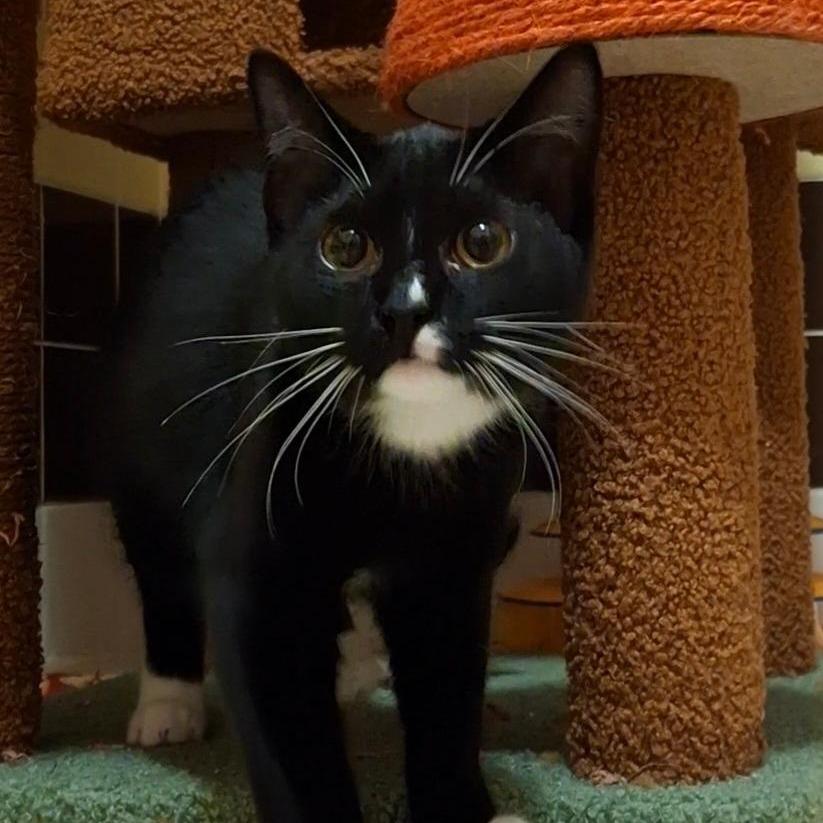 Enlarge Officer Bird, a Adoptable Domestic Short Hair in Titusville, FL image 1/2