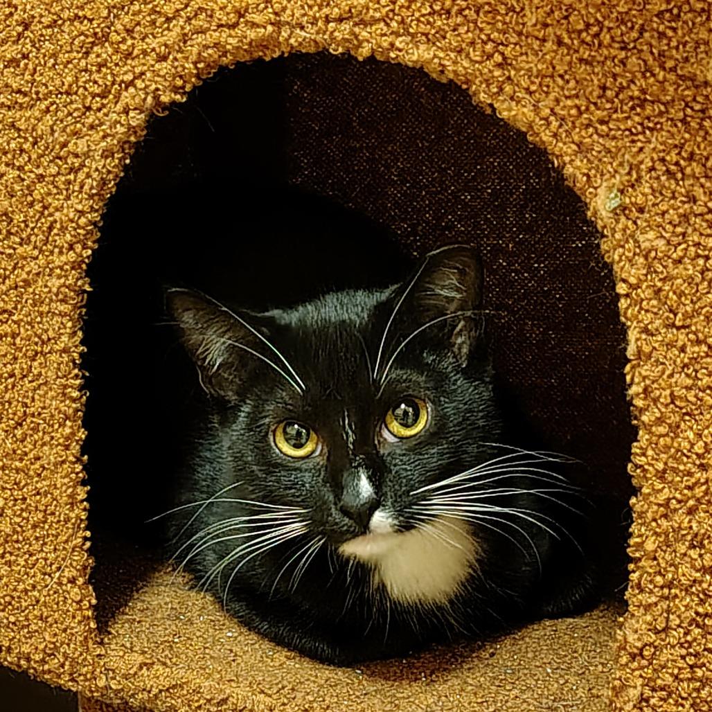 Enlarge Officer Bird, a Adoptable Domestic Short Hair in Titusville, FL image 2/2