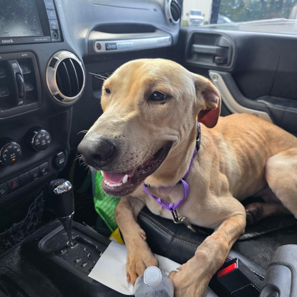 Rory, Adoptable, Adult Male Yellow Labrador Retriever.