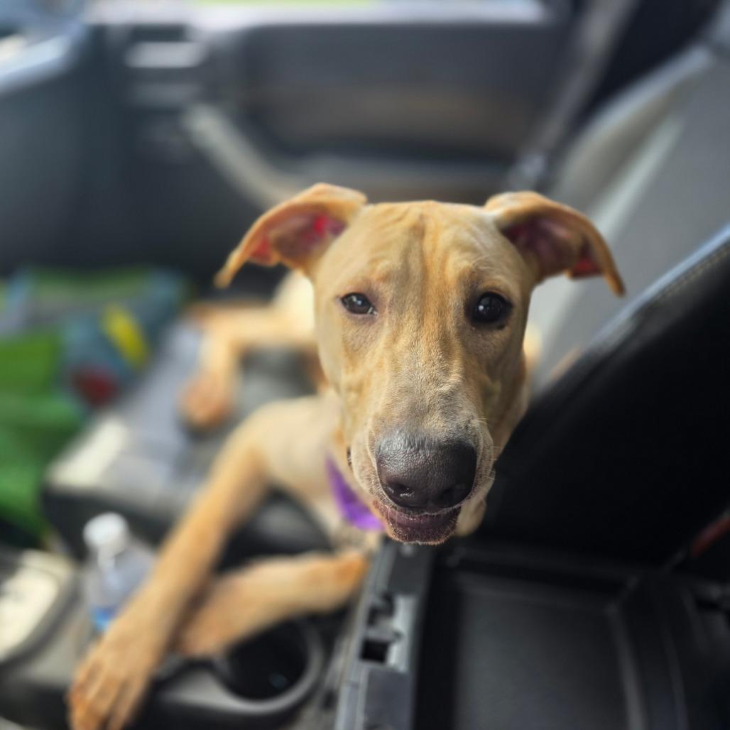 Enlarge Rory, a Adoptable Yellow Labrador Retriever in Valdosta , GA image 3/3