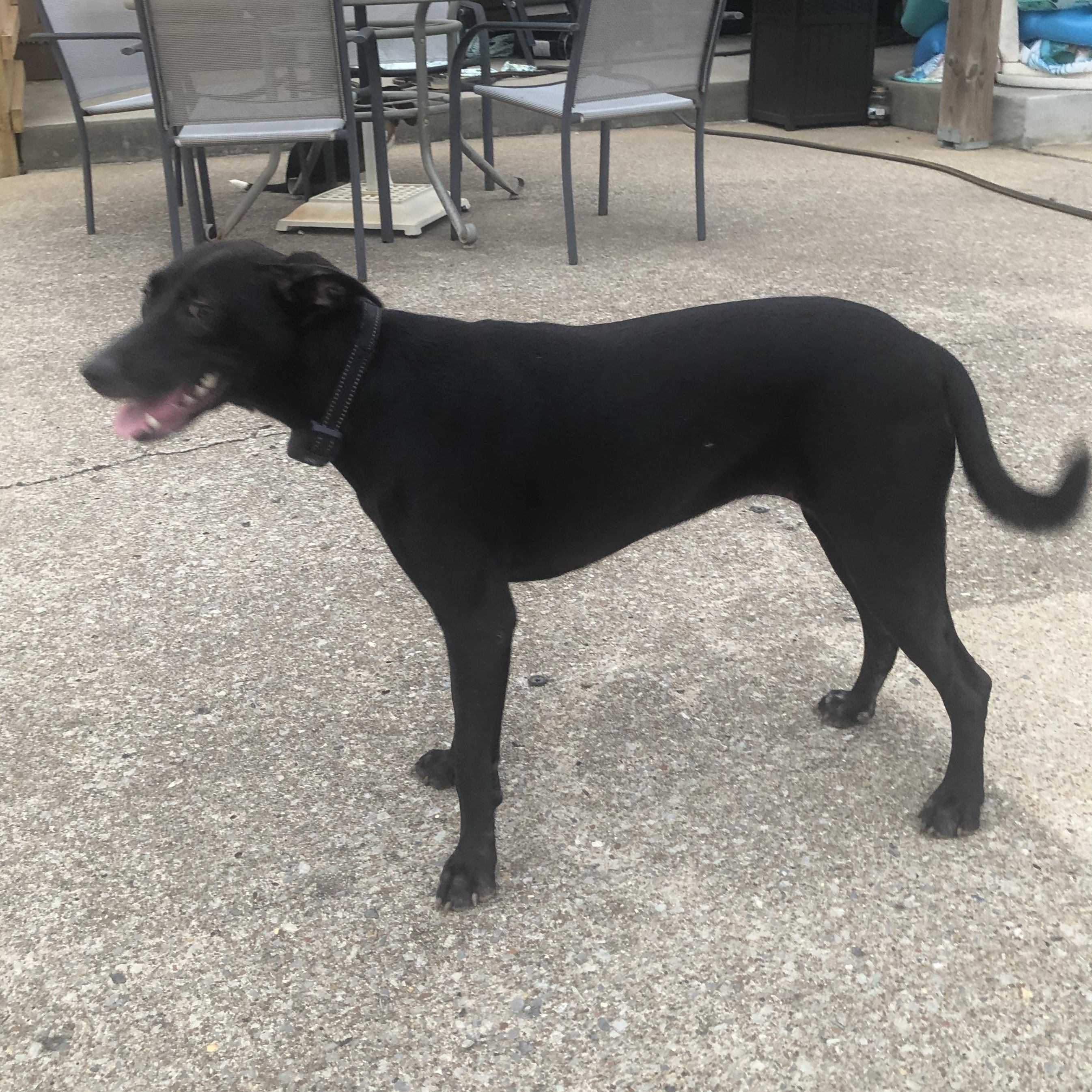 Pearl Krabbs, Adoptable, Young Female Labrador Retriever & Italian Greyhound.