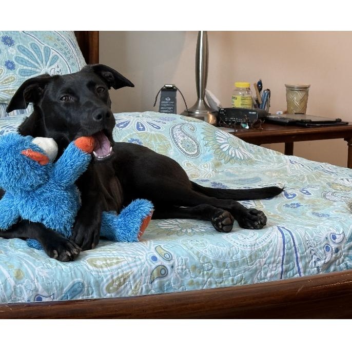 Enlarge Pearl Krabbs, a Adoptable mixed breed in Roanoke, VA image 2/5