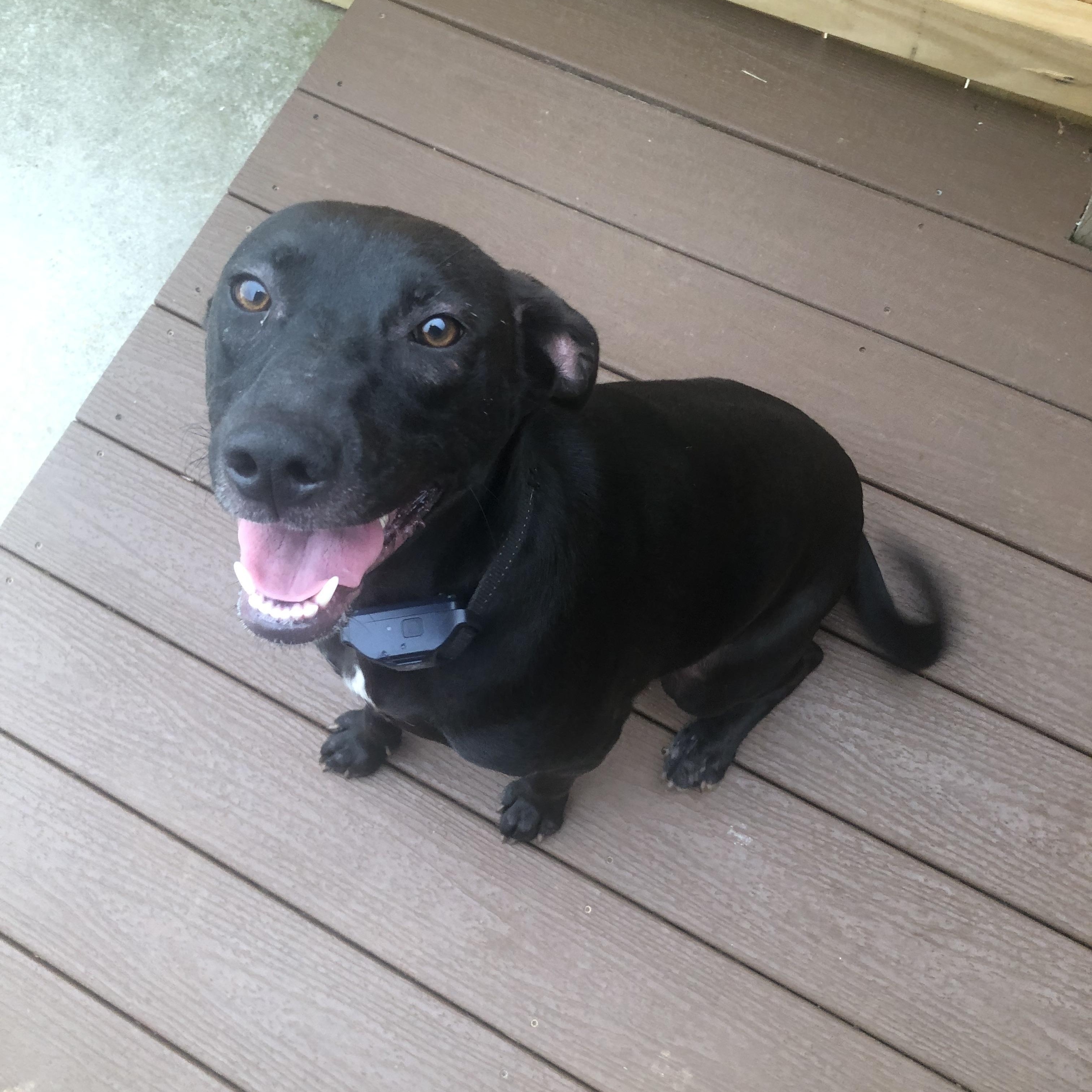 Enlarge Pearl Krabbs, a Adoptable mixed breed in Roanoke, VA image 5/5