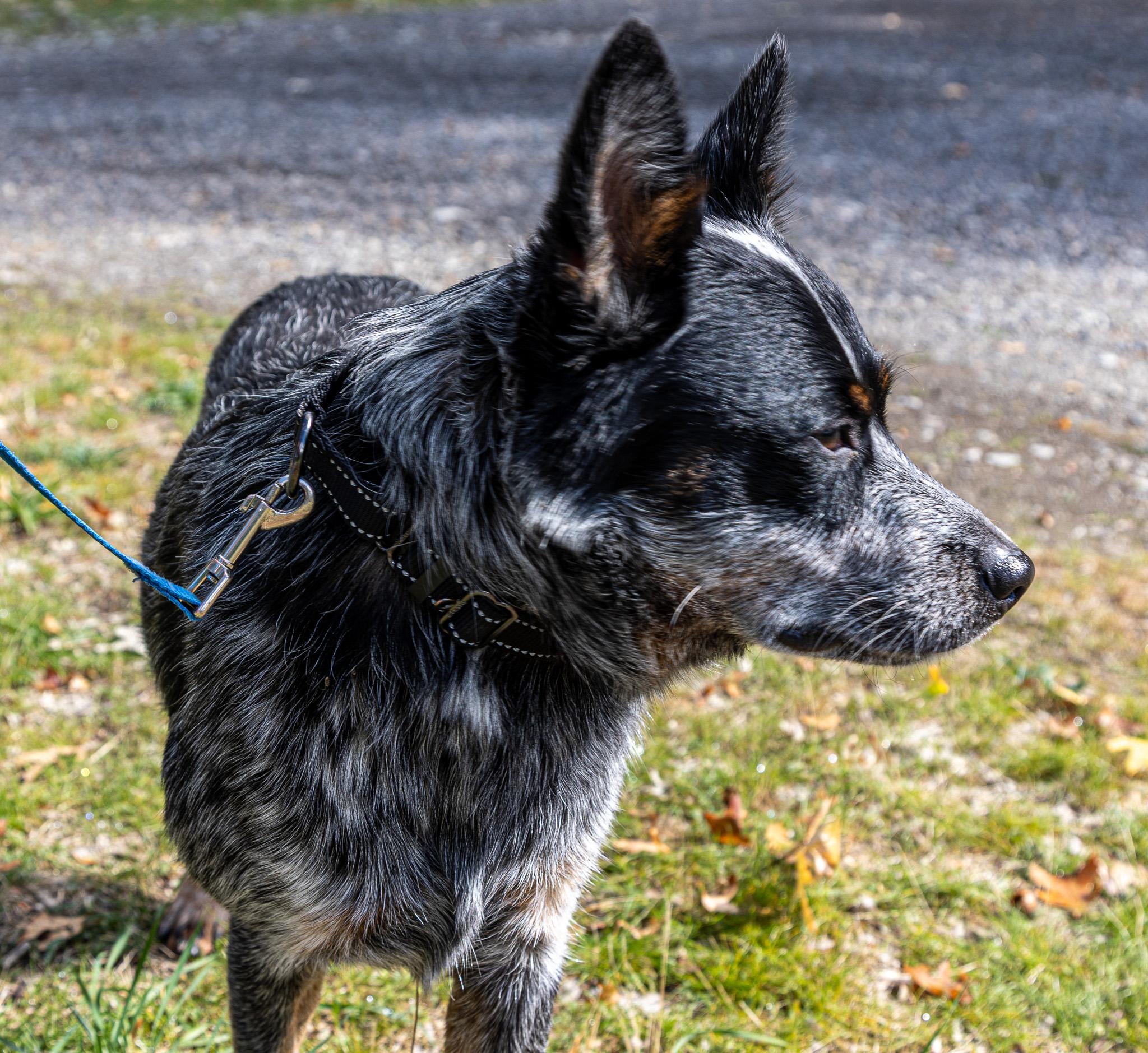 Aussie, a Adopted Australian Cattle Dog / Blue Heeler in Jacksonville, OR image 2/4