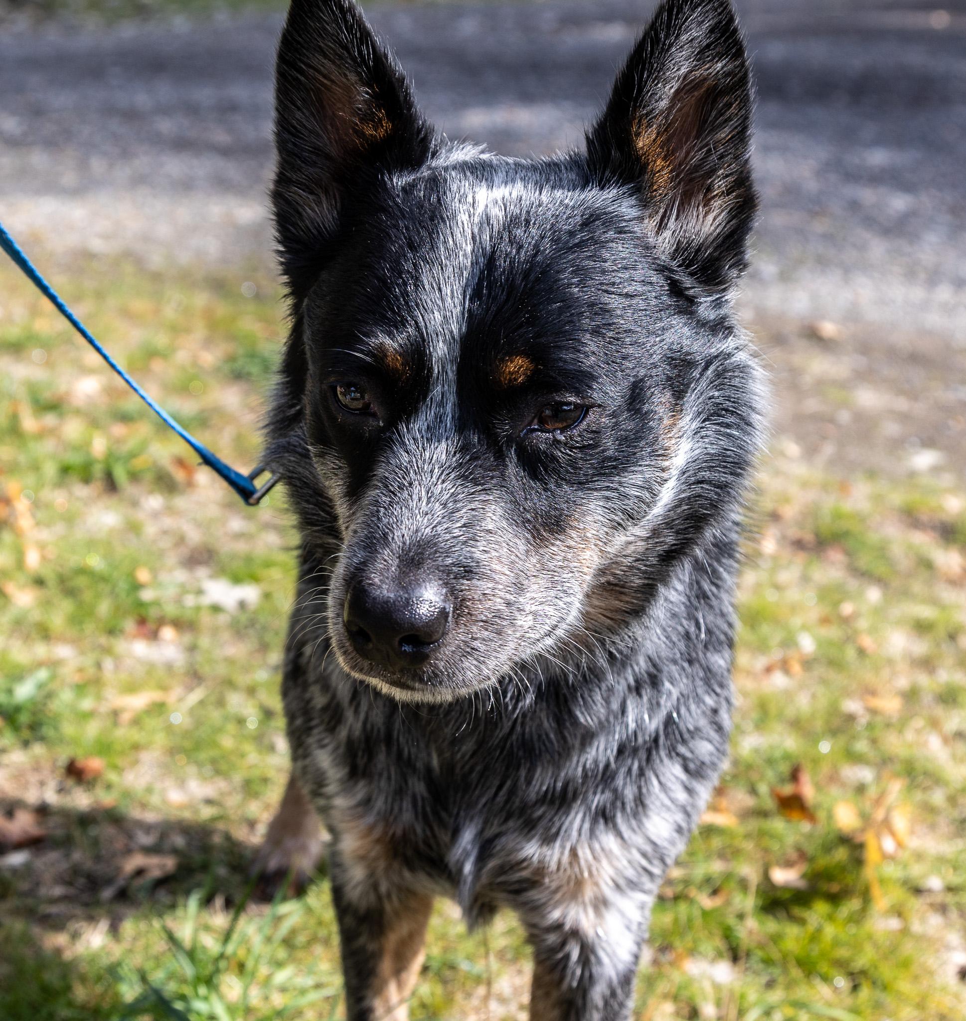 Aussie, a Adopted Australian Cattle Dog / Blue Heeler in Jacksonville, OR image 3/4