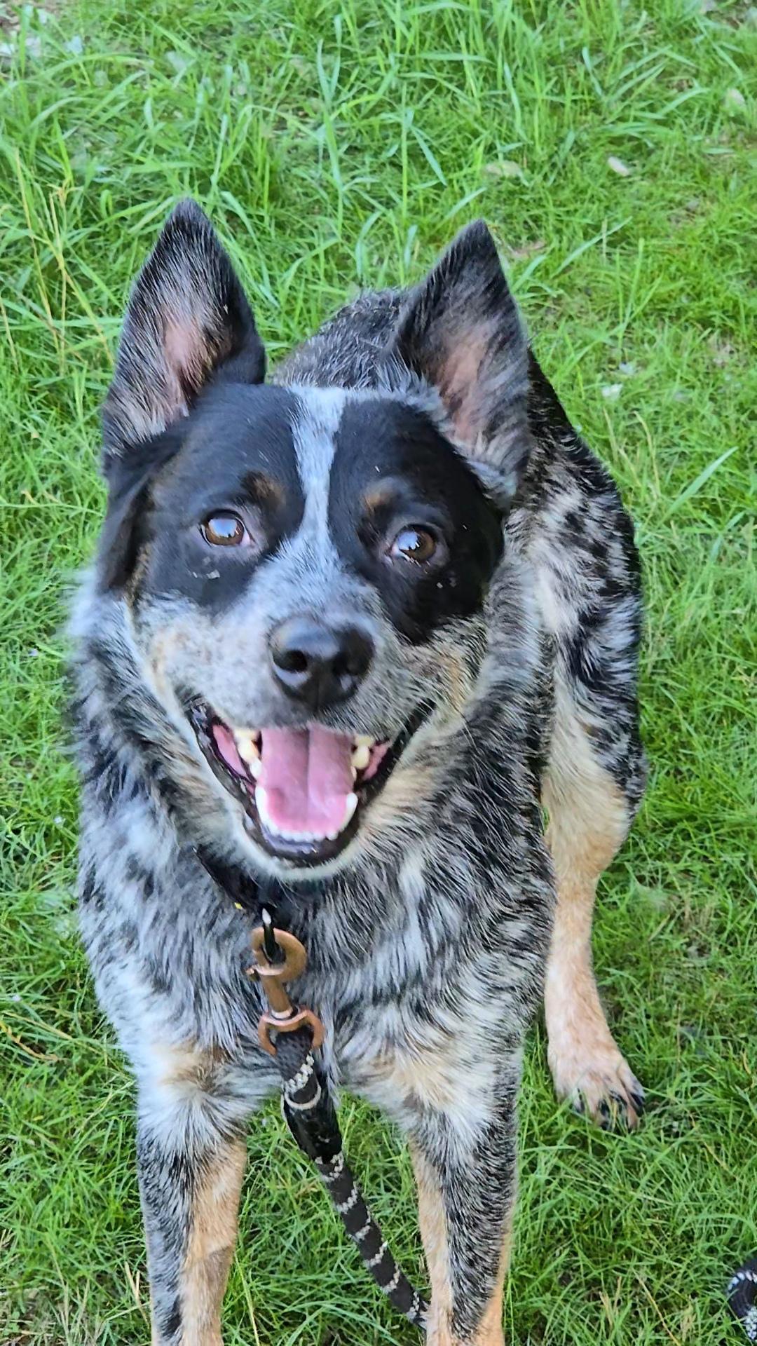 Aussie, Adopted, Adult Male Australian Cattle Dog / Blue Heeler.