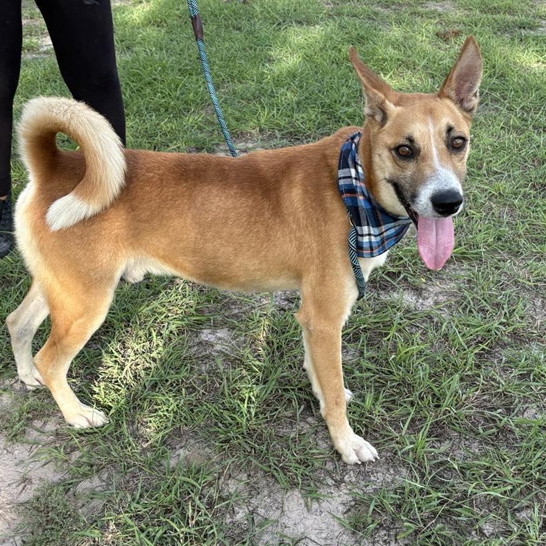 Flako — thumbnail 4