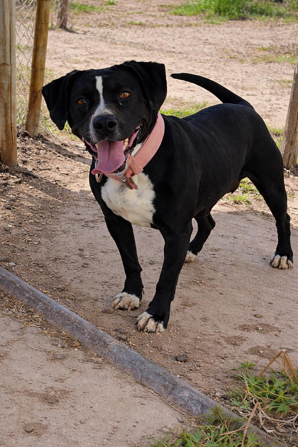 Enlarge Addie, a ADOPTABLE Pit Bull Terrier in Lordsburg, NM image 1/1